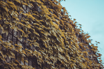Green leaves climbing over a wooden facade made of wood tiles or slats. Modern eco friendly outdoor facade.