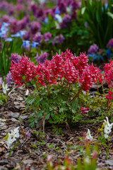 Obraz premium Corydalis pionolifolia ( lat. Corydalis paeoniifolia ) is a species of herbaceous plants of the Corydalis genus