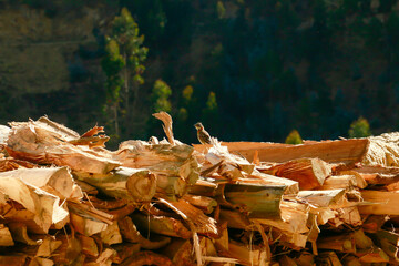 Small sparrow standing on logs cut for firewood.