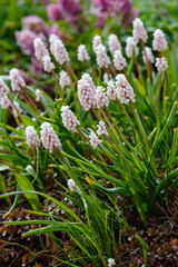 Pink flowers of Grape hyacinth, also known as Muscari armeniacum
