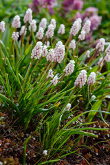 Pink flowers of Grape hyacinth, also known as Muscari armeniacum in spring garden