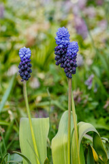 Muscari latifolium Kirk in spring garden