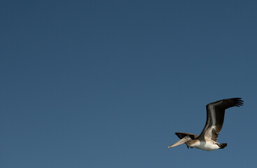 Flying Pelican In Bottom Corner Against Blue Sky