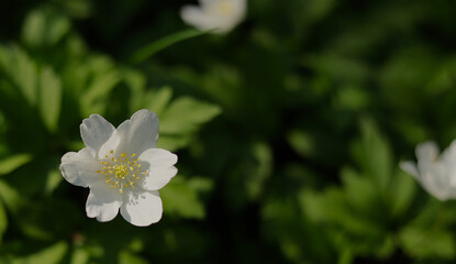 pojedynczy biały zawilec gajowy, kwiatek na tle zielonego tła