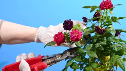 Pruning a rose bush with a secateurs. Care for indoor plants. Video on a blue screen. High quality 4k footage
