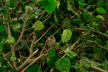 Small sparrow bird perched on the branches of a tree.