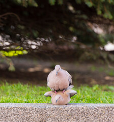 two turtle doves fighting one sits on the other