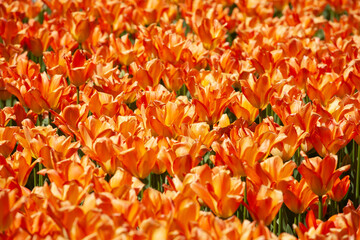 Lots of orange tulips