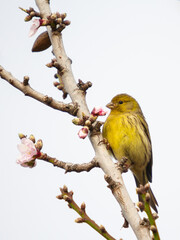 small bird perched on a branch