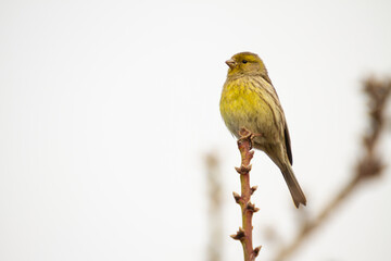 small bird perched on a branch
