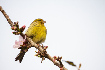 small bird perched on a branch