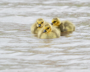 Three little goslings