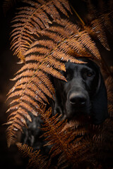 dog playing in the nature