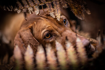 dog playing in the nature
