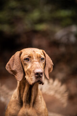 dog playing in the nature