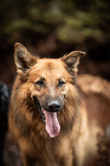 dog playing in the nature
