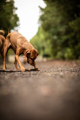 dog playing in the nature