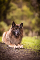 dog playing in the nature