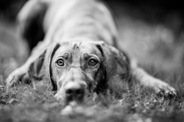 dog playing in the nature