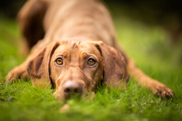 dog playing in the nature
