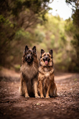 dog playing in the nature