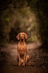 dog playing in the nature
