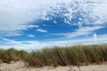 Fototapeta na wymiar grasses and dunes, Zwin, Belgium