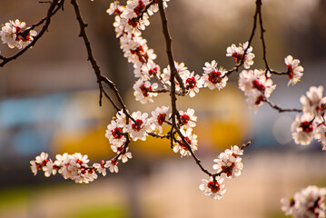 Apricot tree blossoms