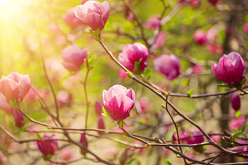 Magnolia spring flowers