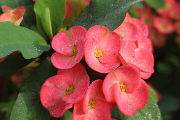 pink euphorbia in the garden
