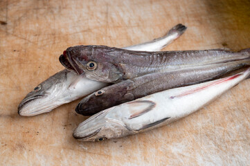 Catch of the day for sale on daily fish market in old port of Marseille, Provence, France