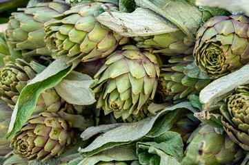 Fresh raw heads of artichokes plants for sale on farmers market - obrazy, fototapety, plakaty