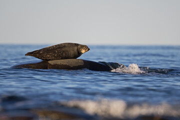 Phoque commun © rrichard29