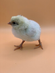 baby chicken on the beach