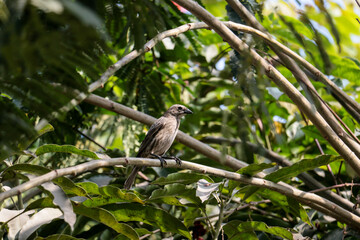 Small bird standing on a tree branch looking for food.