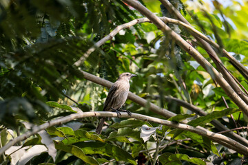 Small bird standing on a tree branch looking for food.