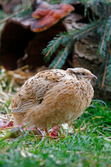 Young laying quails in species-appropriate free-range husbandry