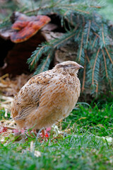 Young laying quails in species-appropriate free-range husbandry
