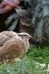 Young laying quails in species-appropriate free-range husbandry