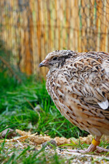 Young laying quails in species-appropriate free-range husbandry