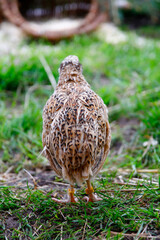 Young laying quails in species-appropriate free-range husbandry