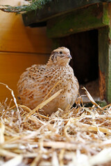 Young laying quails in species-appropriate free-range husbandry