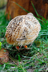 Young laying quails in species-appropriate free-range husbandry