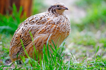 Young laying quails in species-appropriate free-range husbandry
