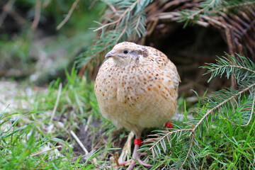 Young laying quails in species-appropriate free-range husbandry