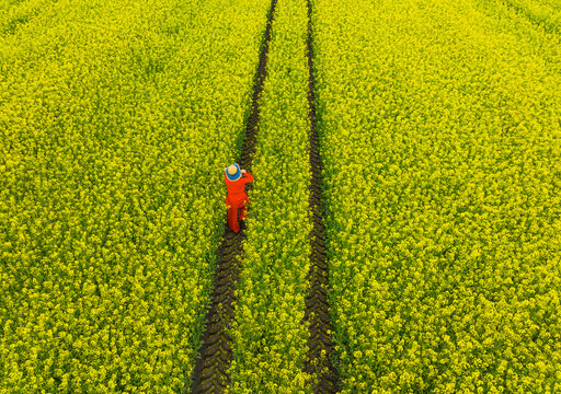 People in the Canola Flowers Drone Photo, Silivri Istanbul Turkey