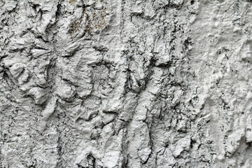 Hanging beech protected against sunburn with trunk protection paint