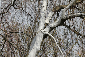Hanging beech protected against sunburn with trunk protection paint