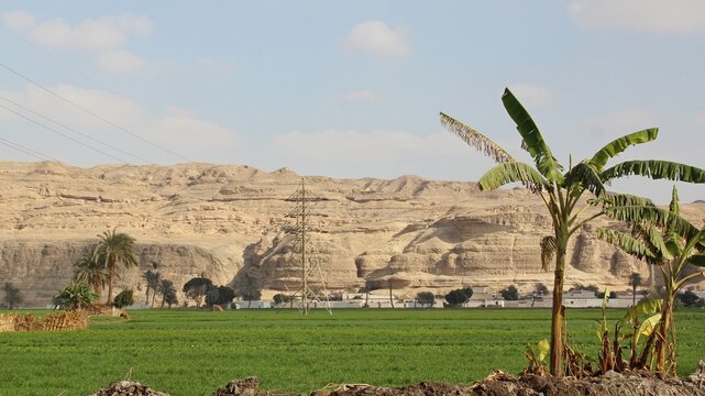 A green farm with trees and agriculture in Minya in Egypt