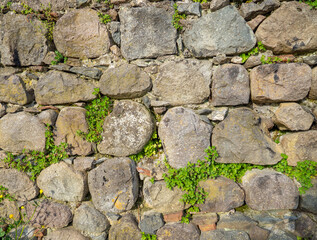 A plant on a stone wall. Plants grow on an old stone wall. Old masonry. Remains of ancient architecture.